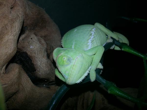 My lil bud dreamin bout crickets..