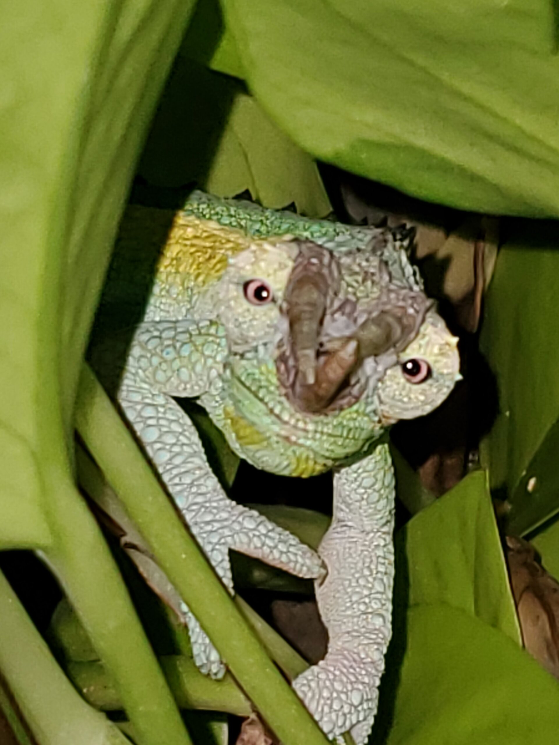 My lil buddy "Gilligan"