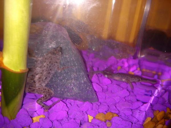 my lil froggy's pLaying hide&go seek