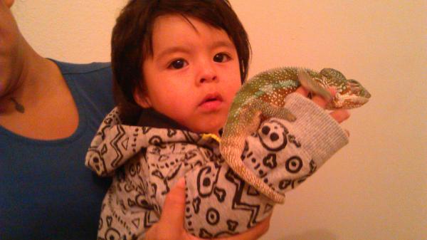 My lil future cham breeder/reptile keeper.