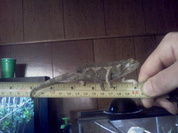 My Lil' Runt @ 10 years old.