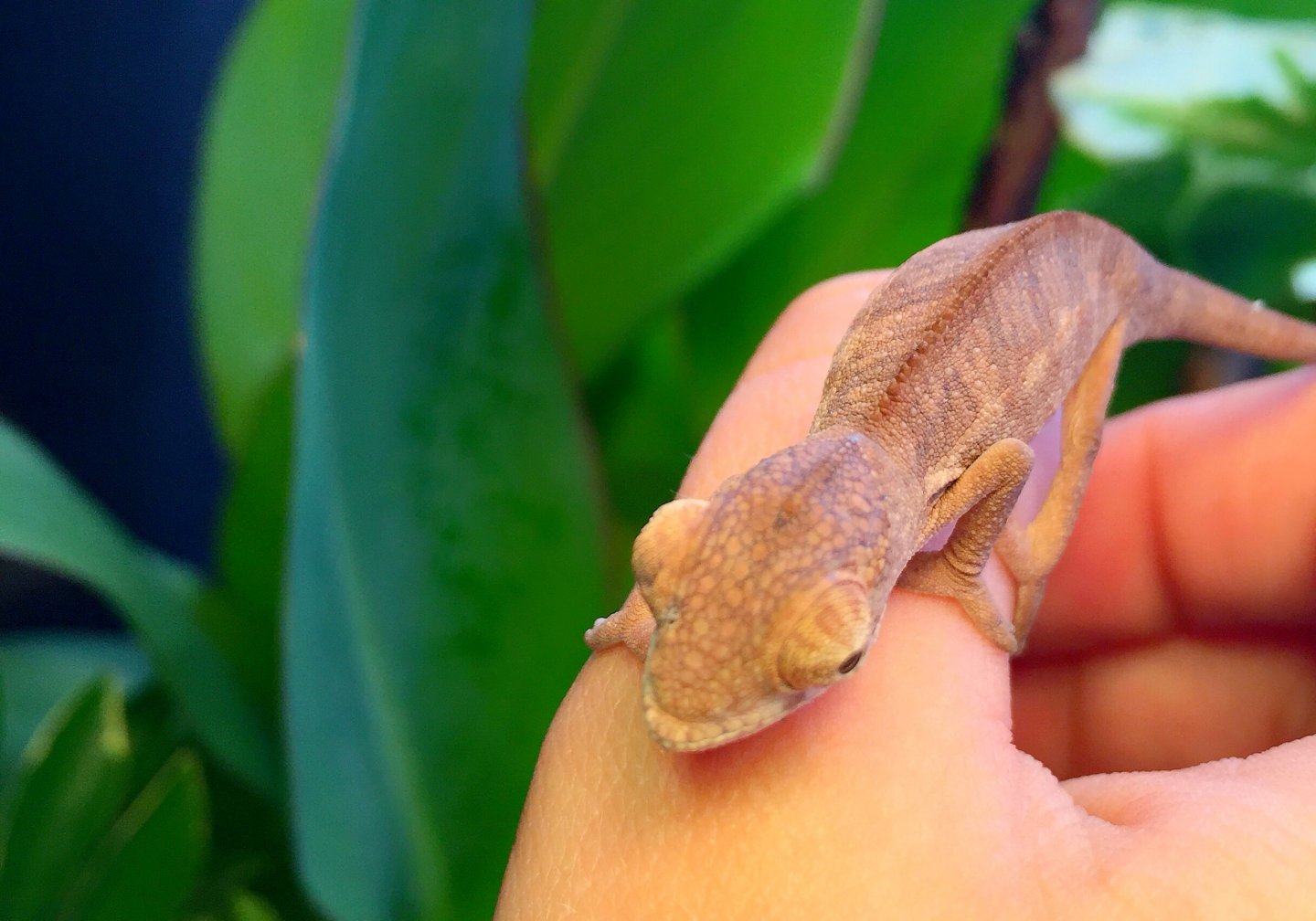 My little dinosaur