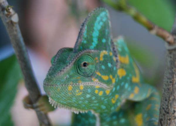 My Little Girl Camille