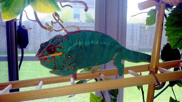 My Little Man, Padiddle