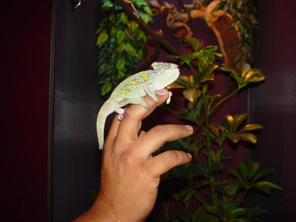 My little stinker posing in front of his new cage.  He is a 7 month old veiled and is still recovering from MBD.