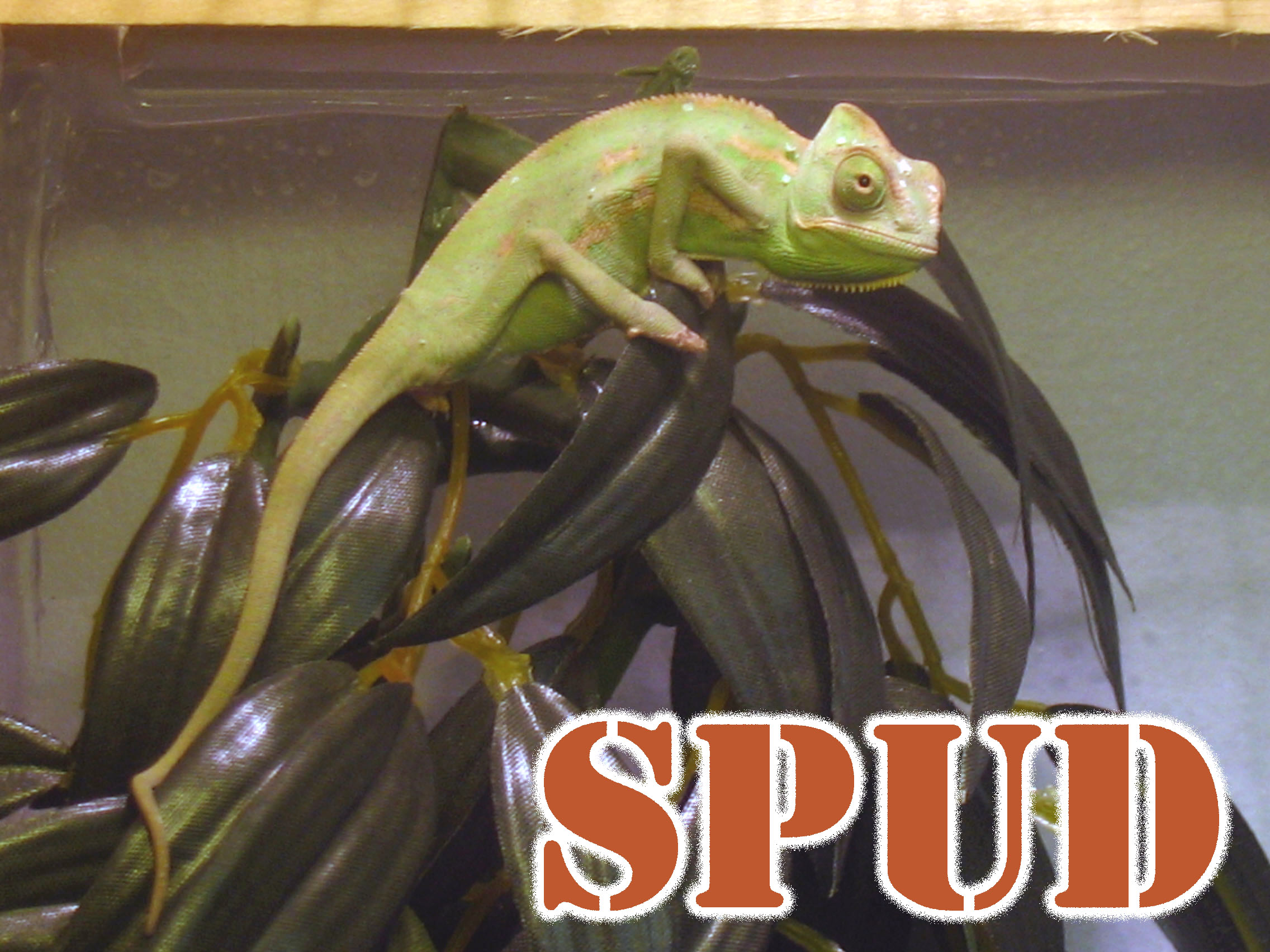 My little veiled spud.