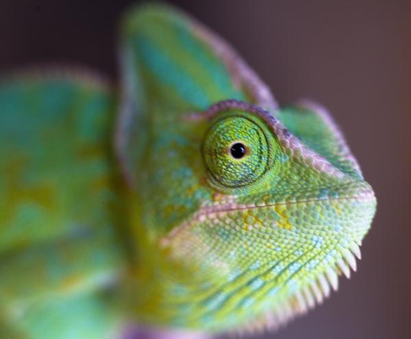 My lovely lady Oozle