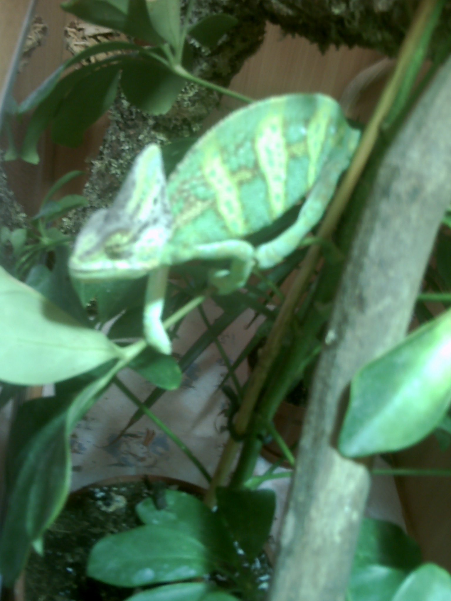 My Male Cham