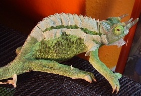 my male jackson