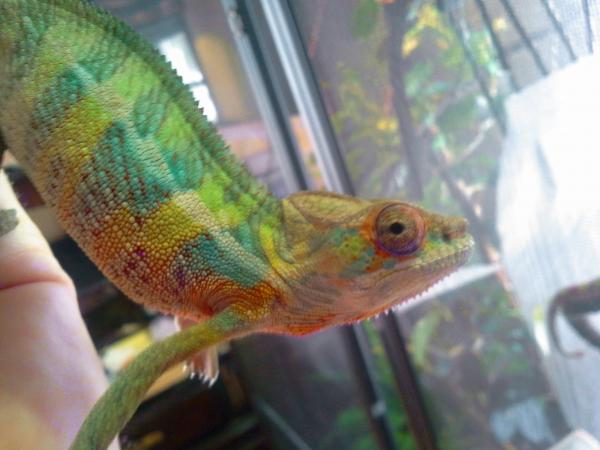 my memphis noki boy 3-10-14