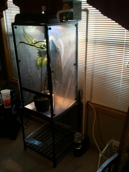 My modified Reptifogger. Still a work in progress.