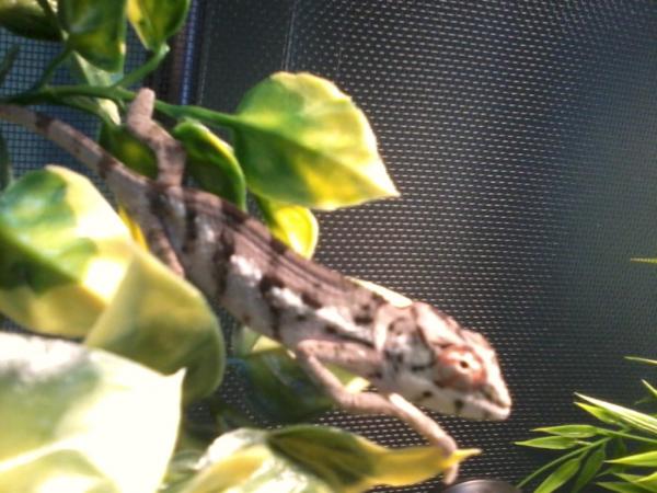 my new baby mojo, 3m 3/12