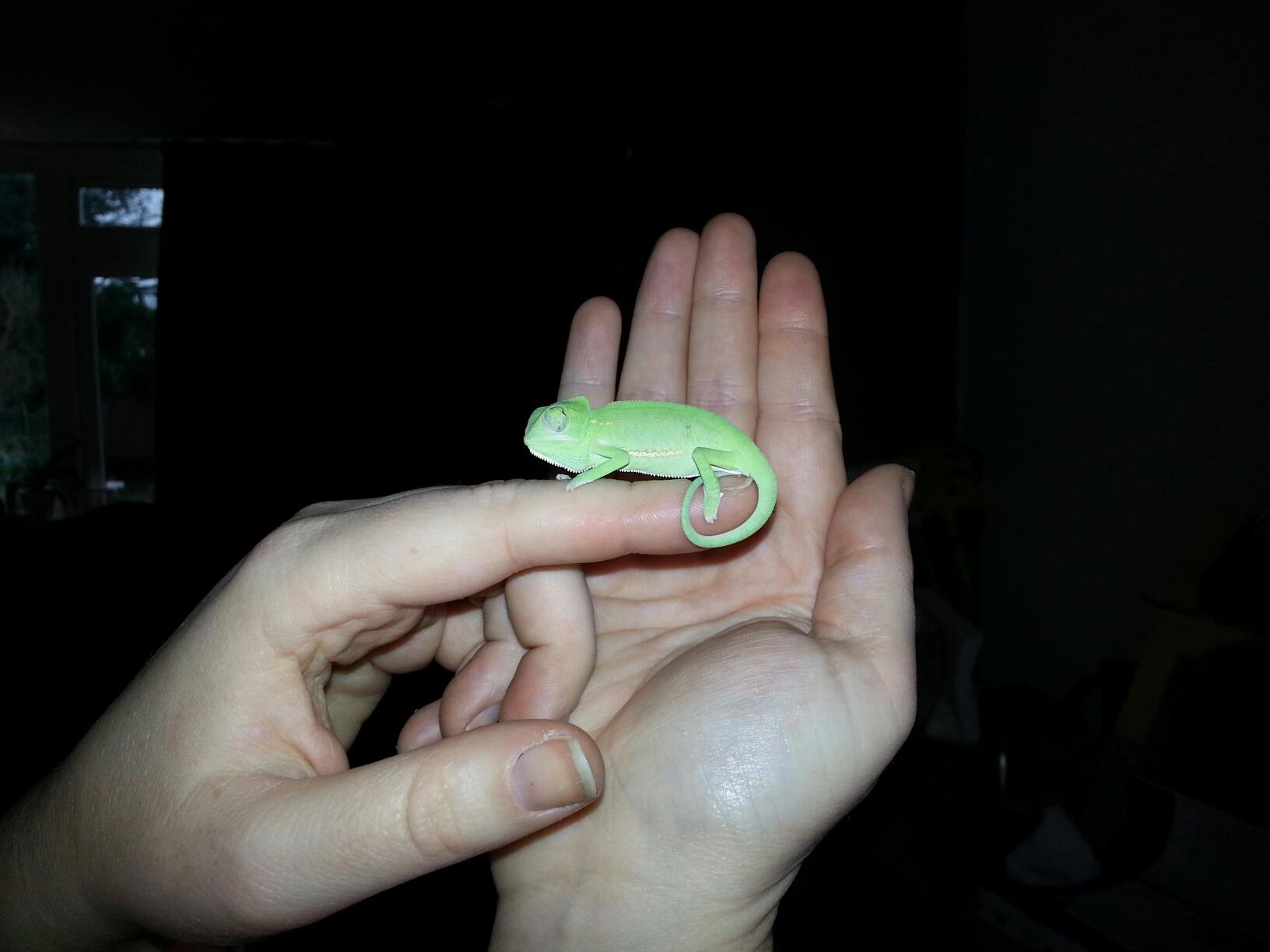 My New Chameleon - The Grinch