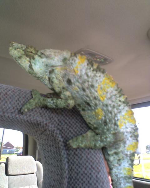 my new meller named Gator on the ride home