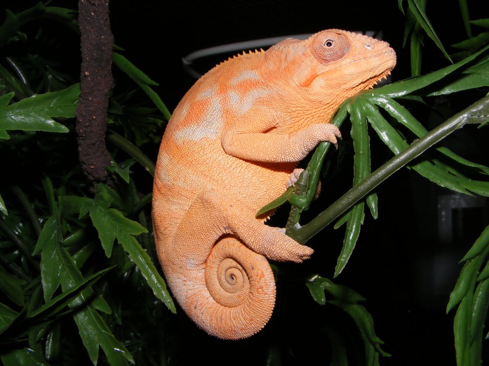 my new morph, leeloo