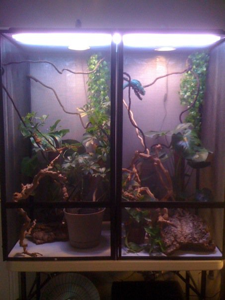 My New Panther Chameleon Setups