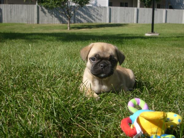 My new puppy