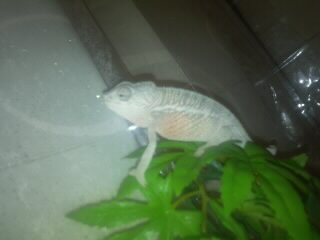 My New Sambava Panther