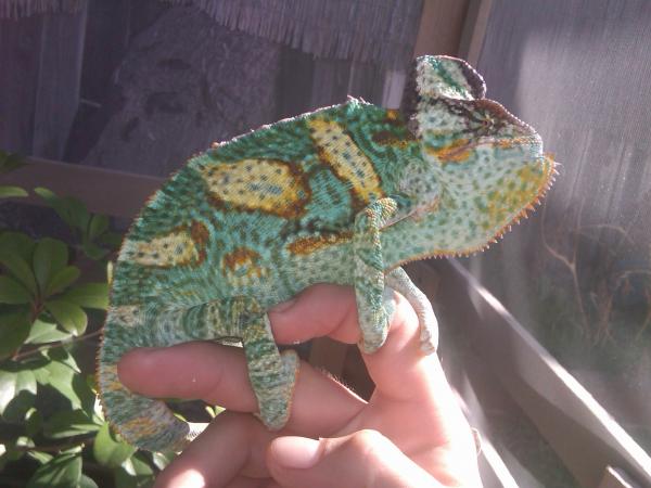 my new veiled with a flat top