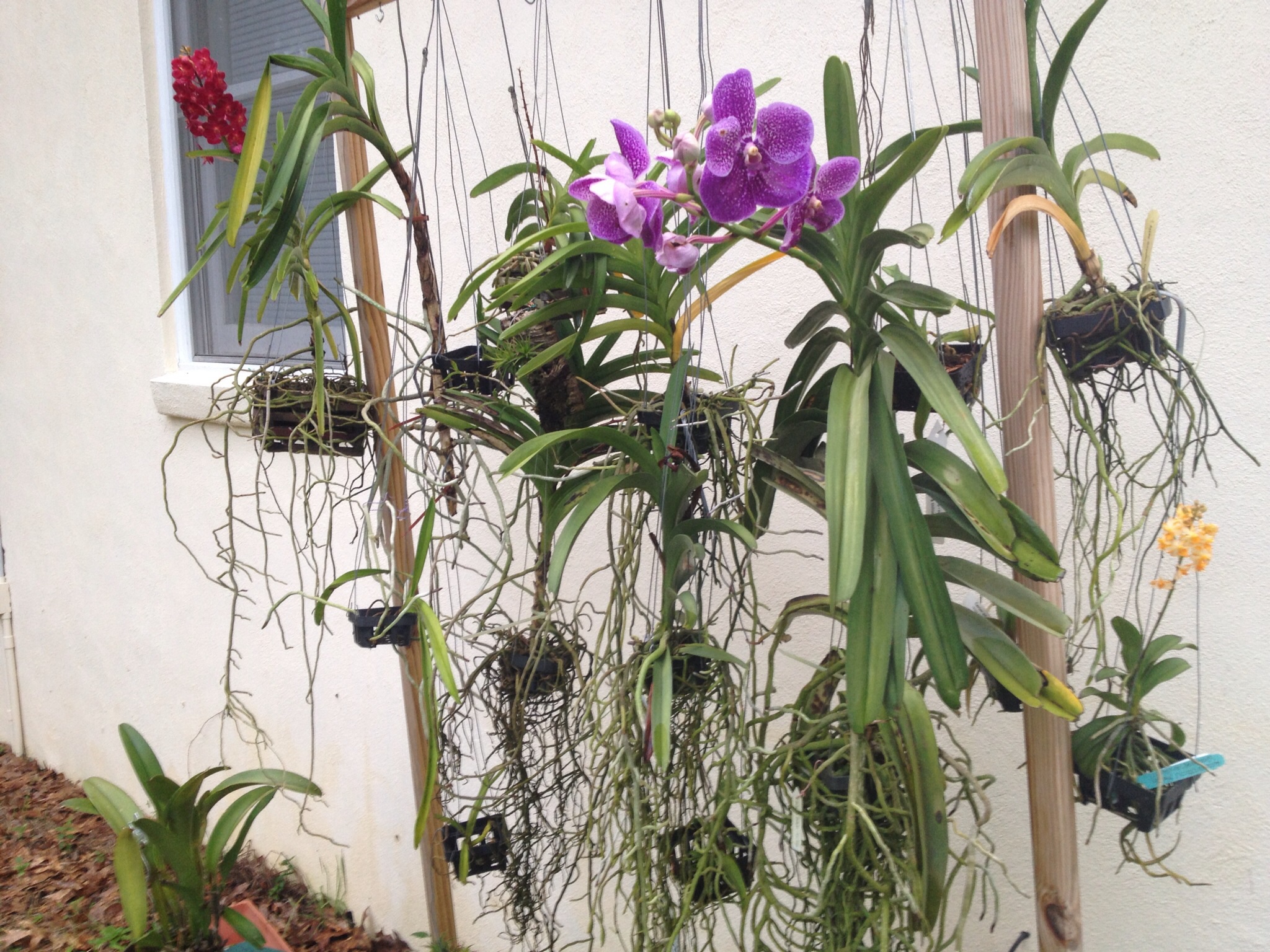 My Orchid Rack