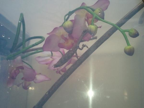 My other Popa spurca Twiggy's sister :-)