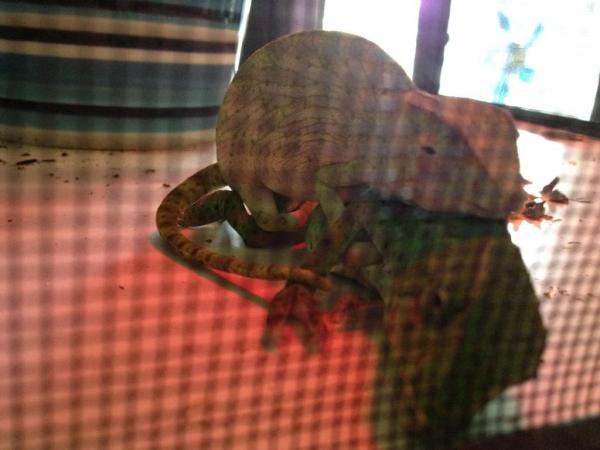 My own Captive bred breeding