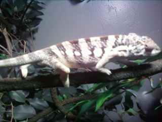 my panther slowly growin up..decided to be white that day..