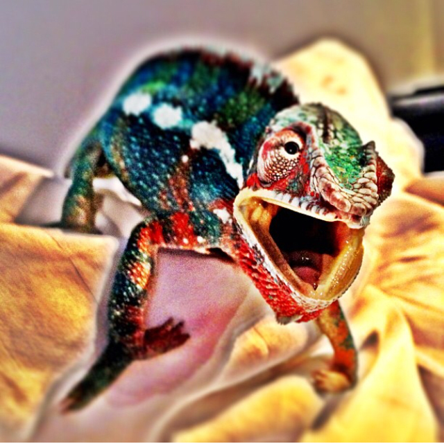 My Panther Weezy