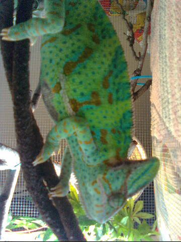 My Pastel