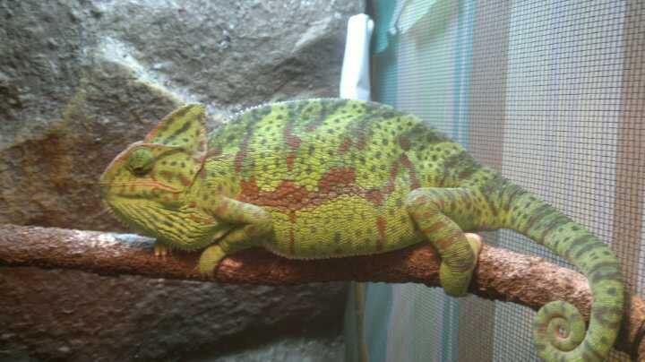My Pet