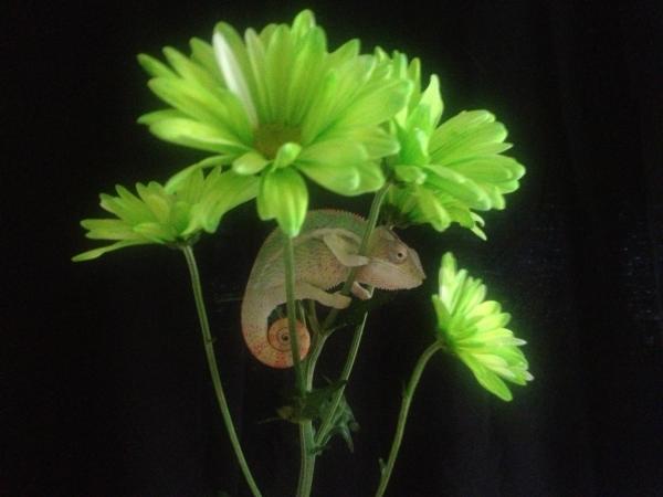 *MY PRECIOUS....*
Sniper at about 4.5 months 18.5 grams that day