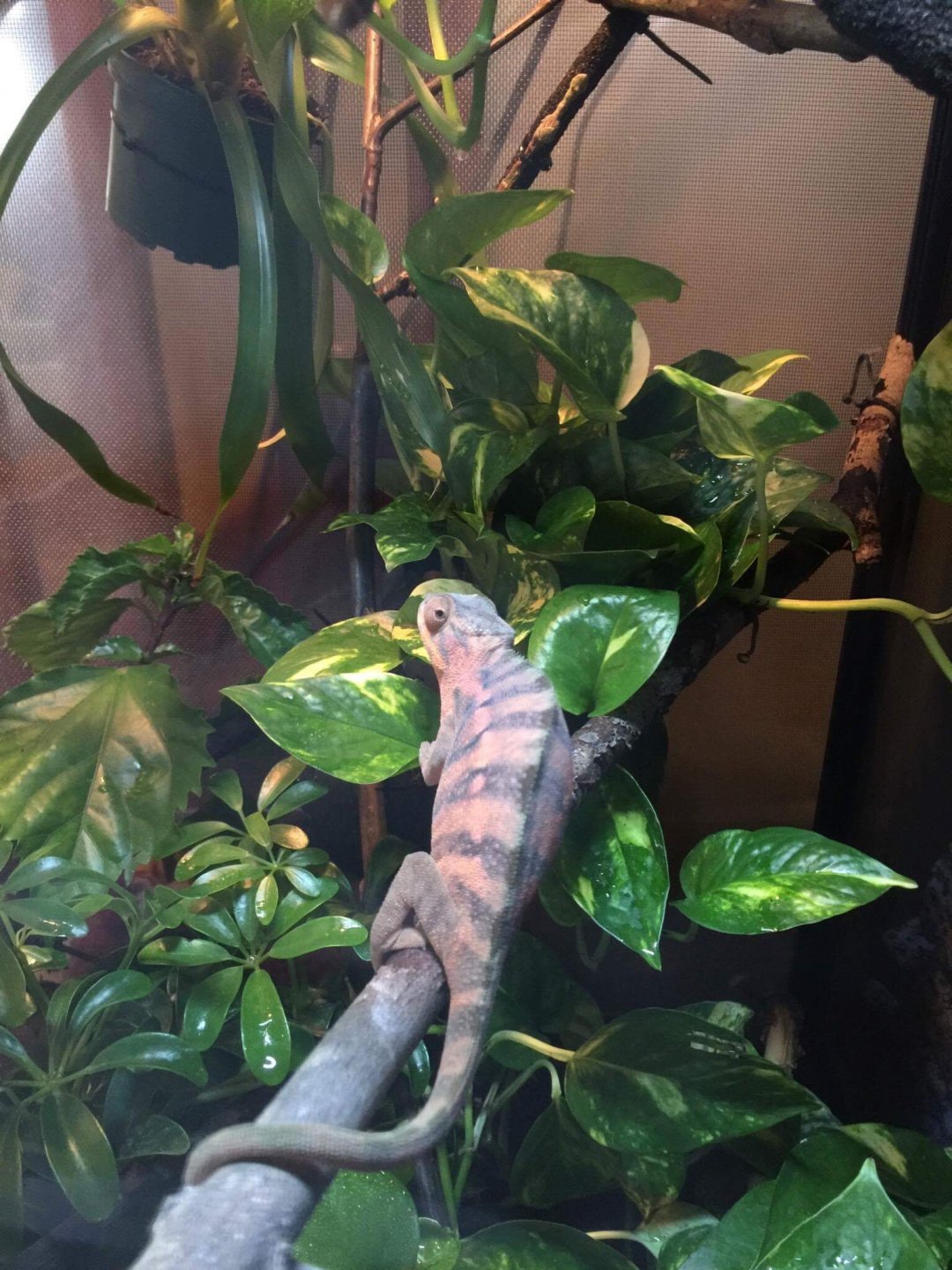 My pretty pink gal