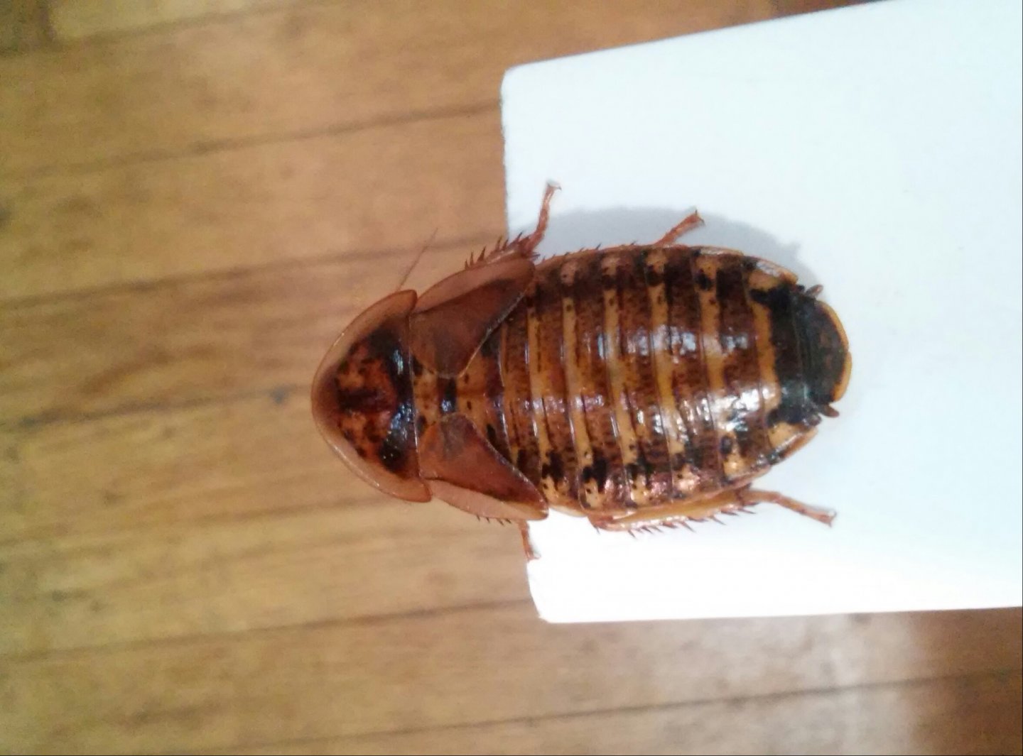 My roach baby Mama....