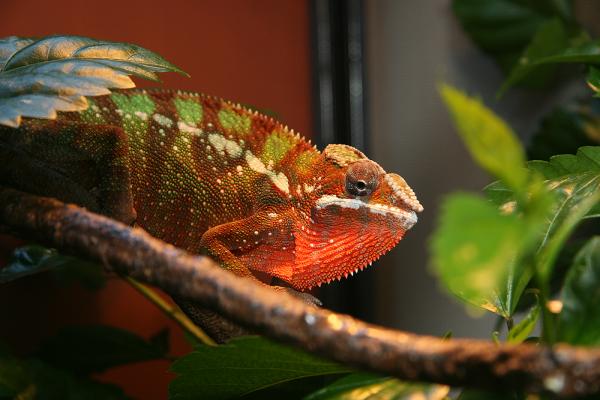 My Second Chameleon his name is Caliente thanks to Julie