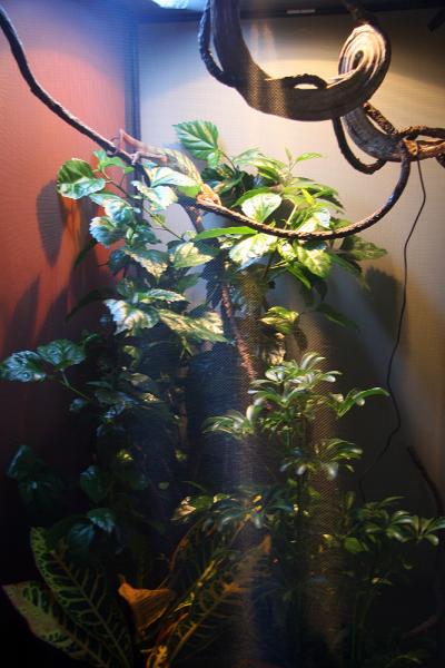 My second Chameleons habitat