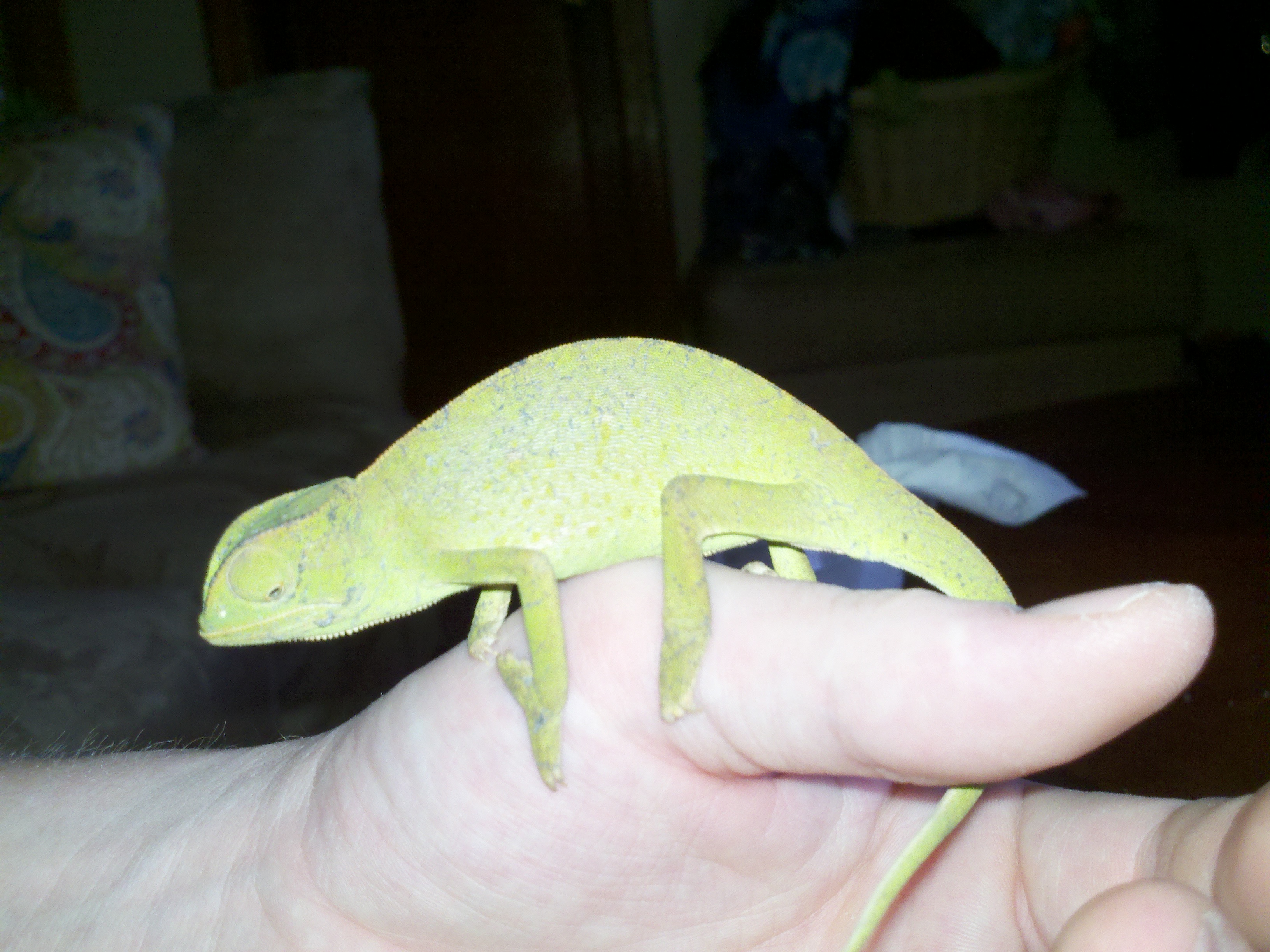My Senegal Cham