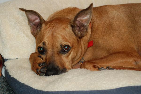 My sweet dog Red 7 years old