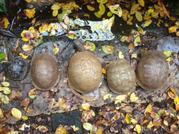 My three-toed box turtles (far right little one is probably an Ornate/three-toed hybrid)
