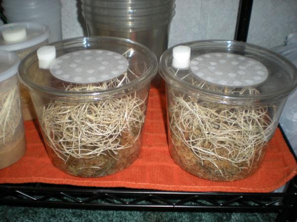 my two incubation setups