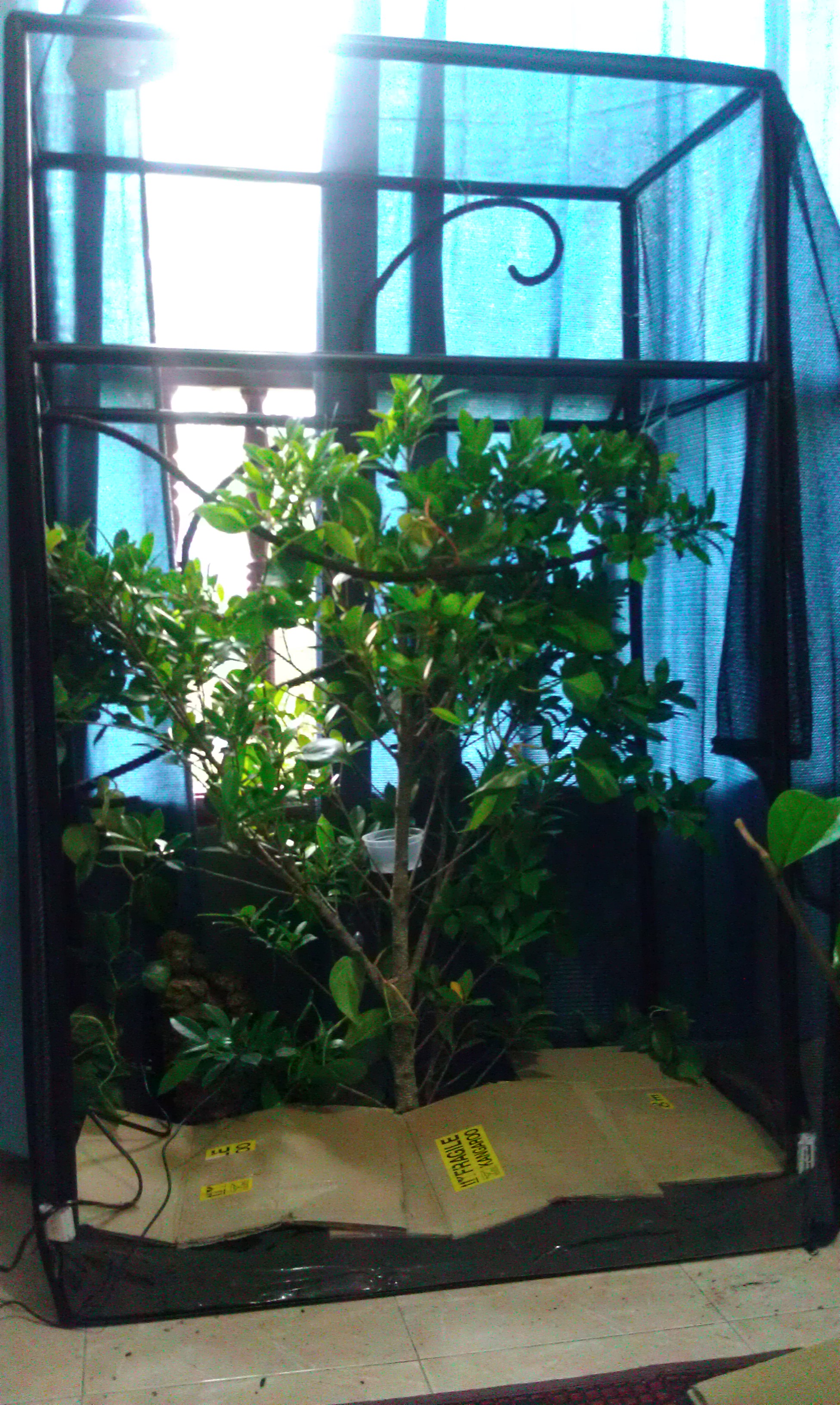 My Veiled Set Up 90% Complete!