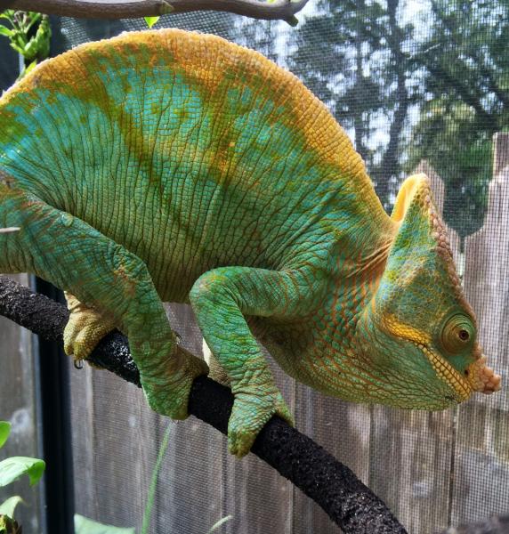 My Yellow Lip Male
One of the most vivid Parsons I've ever seen.