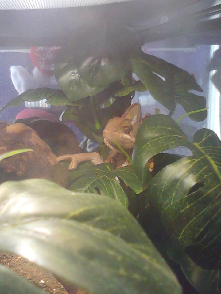Mybaby 4