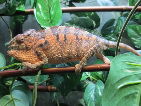 'Mycroft' [August 4, 2013] (Female BB Ambilobe)