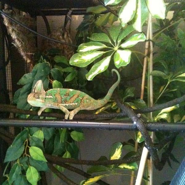 Mylo unsure of his new Umbrella Plant