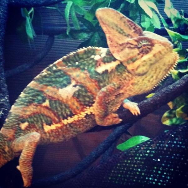 Mylo's dark colours at the beginning of a shed