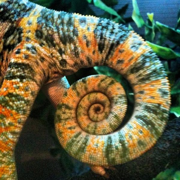 Mylo's tail in its full glory