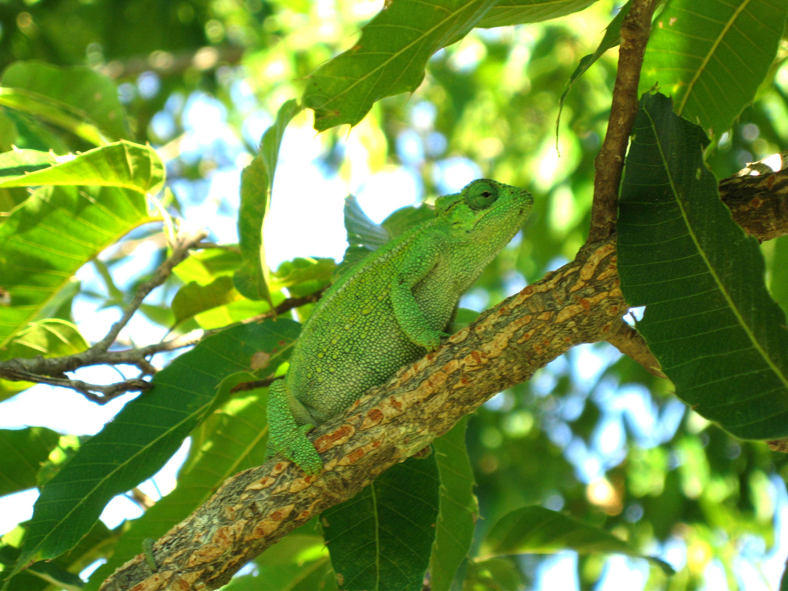 mysia (Rudis) enjoying the beautiful weather