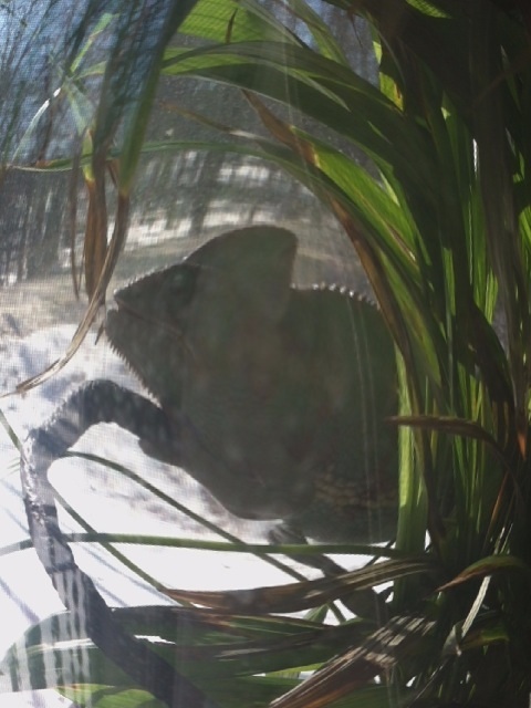 Mysterious Shadowy Figure Of Ellie