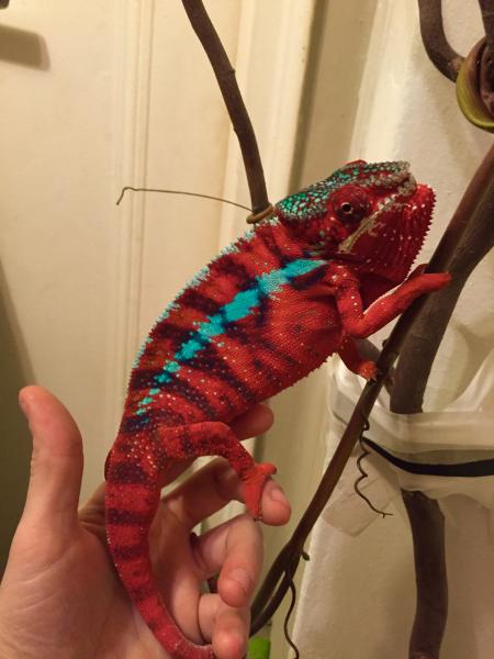 Nacho Feb 2015
