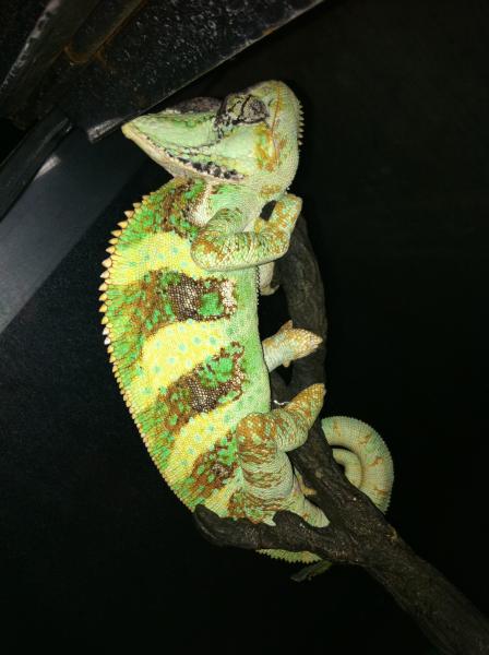 nacho r.i.p